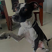 Nenuco is registered to the contest to win money with this photo: animal, black_and_white, brown_eyes, canine, chain_collar, chair, curious, dog, domestic, floor, furniture, indoor, looking_away, paw_raised, pet, raised_paw, short_hair, sitting, tile_floor, wooden_furniture