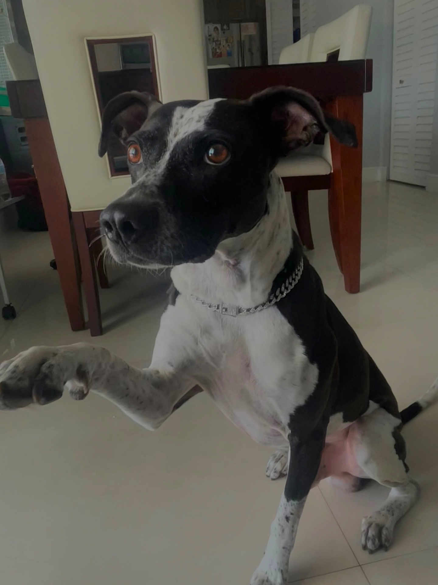 Nenuco is registered to the contest to win money with this photo: animal, black_and_white, brown_eyes, canine, chain_collar, chair, curious, dog, domestic, floor, furniture, indoor, looking_away, paw_raised, pet, raised_paw, short_hair, sitting, tile_floor, wooden_furniture