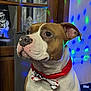 dog, bow_tie, collar, indoor, chair, holiday_decorations, window, glass, wooden_door, light_spots, festive, pet, sitting, brown_and_white, cute, attentive, decorative, animal, portrait, cozy