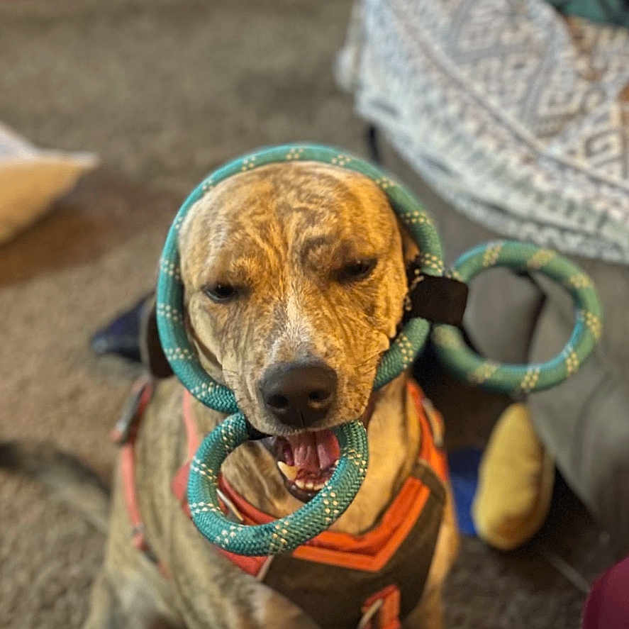 Lola