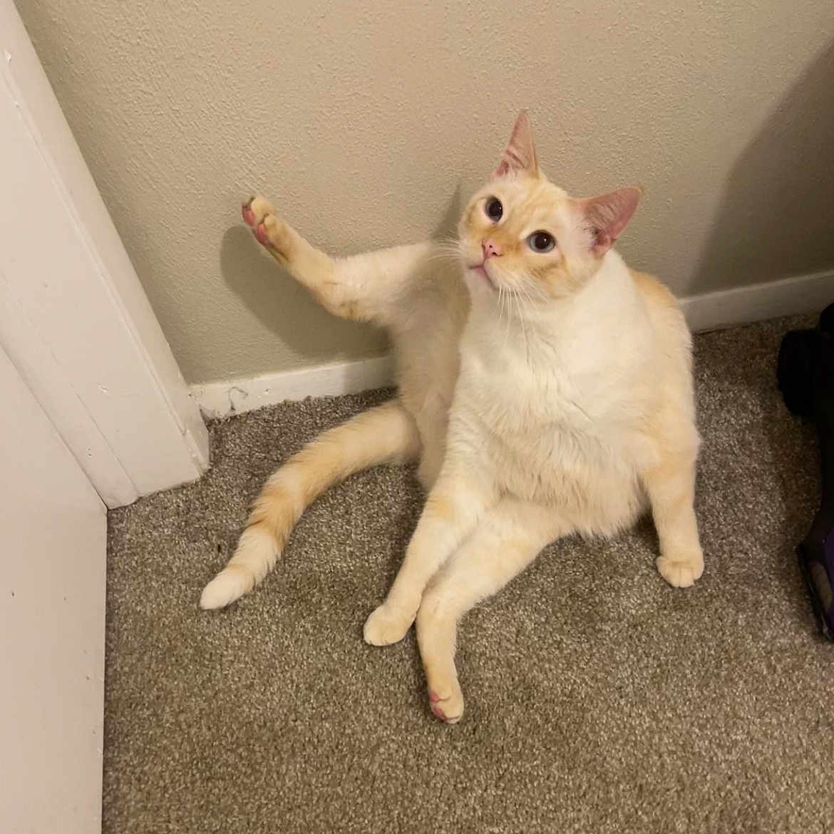 Peanut