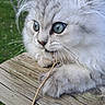Merlin participe au concours pour gagner de l'argent avec cette photo : bench, blue_eyes, cat, close_up, cute, feline, fluffy, grass, long_hair, nature, nose, outdoor, paw, pet, playful, portrait, stick, tabby, whiskers, wooden_board