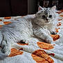Merlin participe au concours pour gagner de l'argent avec cette photo : cat, kitten, fluffy_cat, long_hair, bed, blanket, pumpkin_pattern, indoor, pet, feline, blue_eyes, whiskers, paw, cozy, resting, portrait, close_up, fur, bookshelf, figurine