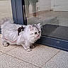 Merlin a rejoint le concours — aidez-le/la à gagner de superbes lots ! cat, curious, door_frame, floor_texture, fluffy, front_paw, glass_door, green_eyes, harness, leash, long_hair, outdoor, paved_floor, persian_cat, pet, portrait, reflection, side_view, tongue_out, whiskers