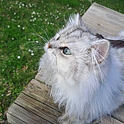 Merlin participe au concours pour gagner de l'argent avec cette photo : bench, cat, close_up, cute, daisies, feline, fluffy, fur, grass, green_eye, long_hair, looking_up, nature, outdoors, paw, pet, portrait, sitting, whiskers, wooden_table
