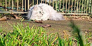 Merlin a rejoint le concours — aidez-le/la à gagner de superbes lots ! cat, white_cat, fluffy, long_hair, grass, metal_fence, outdoor, park, sunlight, leaf, ground, dewdrops, tree, pet, greenery, eyes, resting, portrait, nature, wildlife