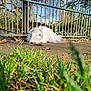 cat, white_cat, fluffy, long_hair, grass, metal_fence, outdoor, park, sunlight, leaf, ground, dewdrops, tree, pet, greenery, eyes, resting, portrait, nature, wildlife