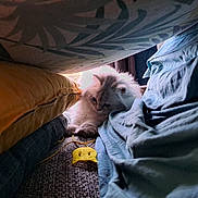 Merlin a rejoint le concours — aidez-le/la à gagner de superbes lots ! cat, long_hair, white_fur, pet, indoor, blanket, pillow, couch, cushion, fabric, toy, yellow_toy, paws, cozy, hiding, sunlight, curtain, closeup, lounging, textured_sofa