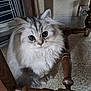 Merlin participe au concours pour gagner de l'argent avec cette photo : cat, kitten, fluffy, long_hair, indoor, tile_floor, wooden_chair, furniture, big_eyes, whiskers, pet, portrait, close_up, sitting, grey_fur, curious, cute, home_interior, paws, staring
