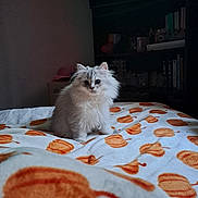 Merlin joined the competition — help win amazing prizes! bed, bedroom, big_eyes, blanket, bookshelf, cat, cozy, duvet, fluffy, fur, furniture, indoor, kitten, pet, portrait, pumpkin_pattern, shelf, sitting, soft, television