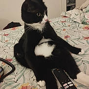 Félix participe au concours pour gagner de l'argent avec cette photo : cat, black_and_white, pet, bed, floral_bedspread, remote_control, indoor, feline, cute, animal, relaxed, sitting, whiskers, curious, domestic, fur, pink_nose, paw, household, cozy