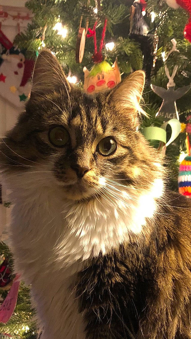 Demi joined the competition — help win amazing prizes! carnivore, cat, christmas, christmas_decoration, christmas_ornament, christmas_tree, event, fawn, felidae, fur, grass, holiday, holiday_ornament, larch, light, ornament, plant, small_to_medium_sized_cats, snout, whiskers