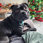Vince participe au concours pour gagner de l'argent avec cette photo : black_dog, blanket, christmas_tree, couch, cozy, curious, decorations, dog, furniture, holiday_decor, indoor, living_room, ornaments, pet, pillow, plant, relaxed, sofa, television, wooden_table