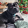 black_dog, blanket, christmas_tree, couch, cozy, curious, decorations, dog, furniture, holiday_decor, indoor, living_room, ornaments, pet, pillow, plant, relaxed, sofa, television, wooden_table