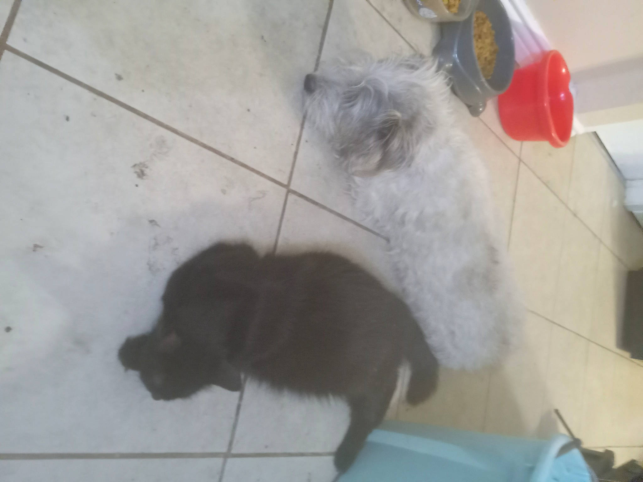 Daisy joined the competition — help win amazing prizes! canidae, carnivore, cat, claw, companion_dog, dog_breed, domestic_short_haired_cat, fawn, felidae, floor, flooring, fur, liver, paw, pet_supply, small_to_medium_sized_cats, snout, sporting_group, tail, whiskers