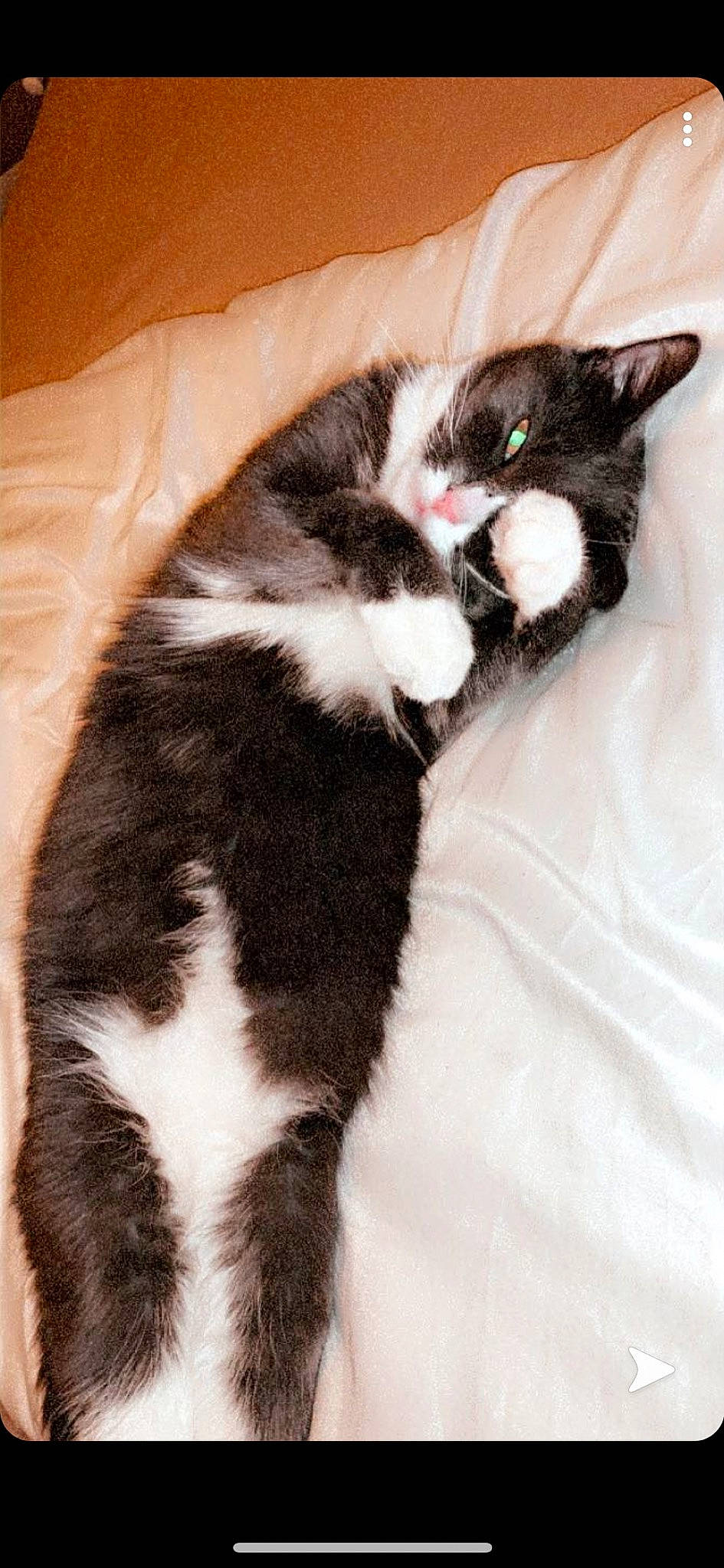 Donuts participe au concours pour gagner de l'argent avec cette photo : american_wirehair, black_and_white, black_cat, carnivore, cat, claw, domestic_short_haired_cat, ear, european_shorthair, felidae, fur, kitten, mammal, norwegian_forest_cat, paw, polydactyl_cat, small_to_medium_sized_cats, tail, whiskers