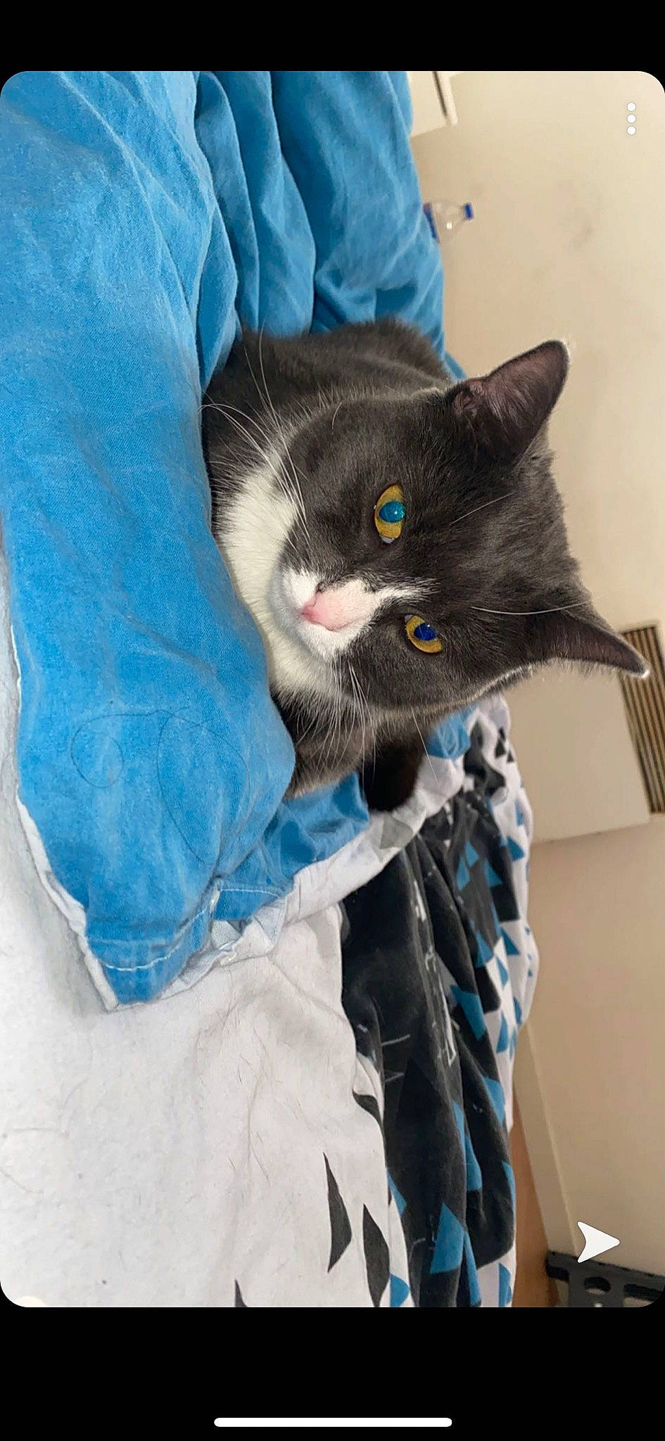 Donuts participe au concours pour gagner de l'argent avec cette photo : asian, black_cat, carnivore, cat, domestic_short_haired_cat, european_shorthair, felidae, fur, kitten, korat, nebelung, norwegian_forest_cat, ojos_azules, russian_blue, small_to_medium_sized_cats, whiskers