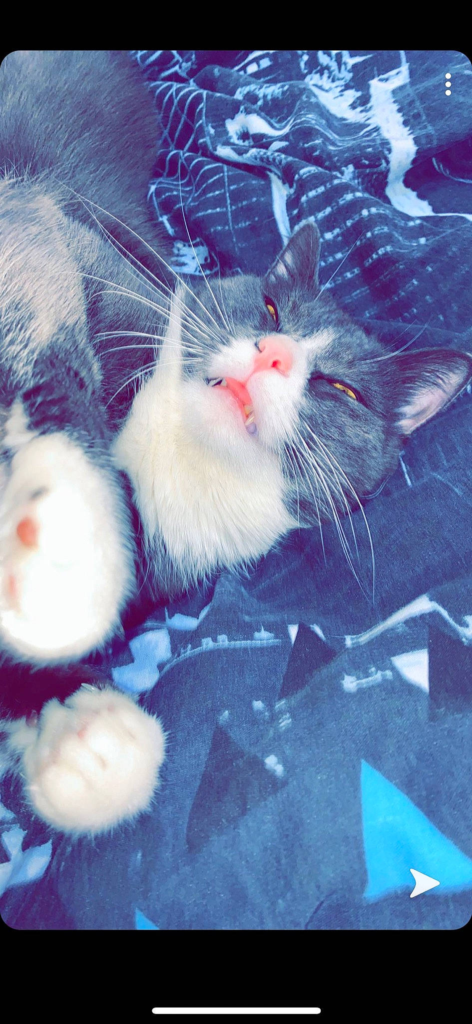 Donuts a rejoint le concours — aidez-le/la à gagner de superbes lots ! carnivore, cat, felidae, fur, kitten, mouse, rat, small_to_medium_sized_cats, tail, turkish_angora, whiskers