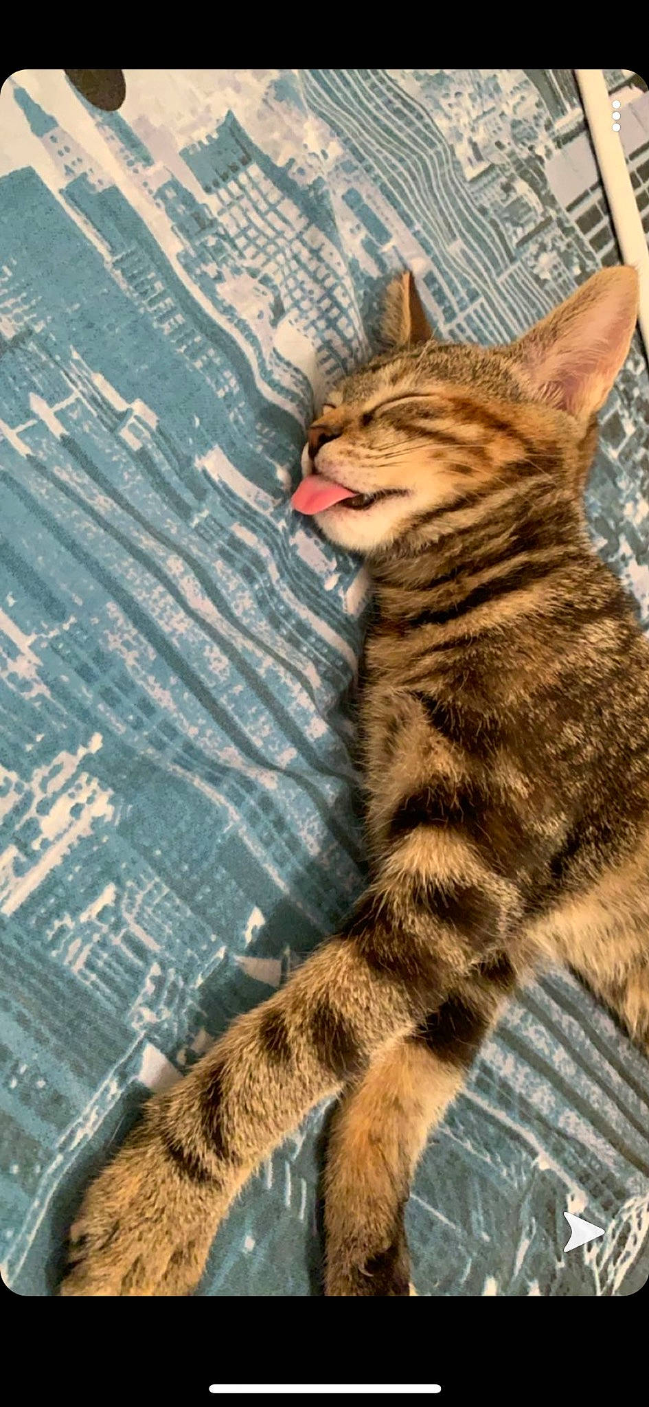 Eiko a rejoint le concours — aidez-le/la à gagner de superbes lots ! asian, bengal, california_spangled, carnivore, cat, domestic_short_haired_cat, dragon_li, egyptian_mau, european_shorthair, felidae, fur, kitten, mammal, ocicat, pixie_bob, small_to_medium_sized_cats, tabby_cat, toyger, whiskers, wild_cat