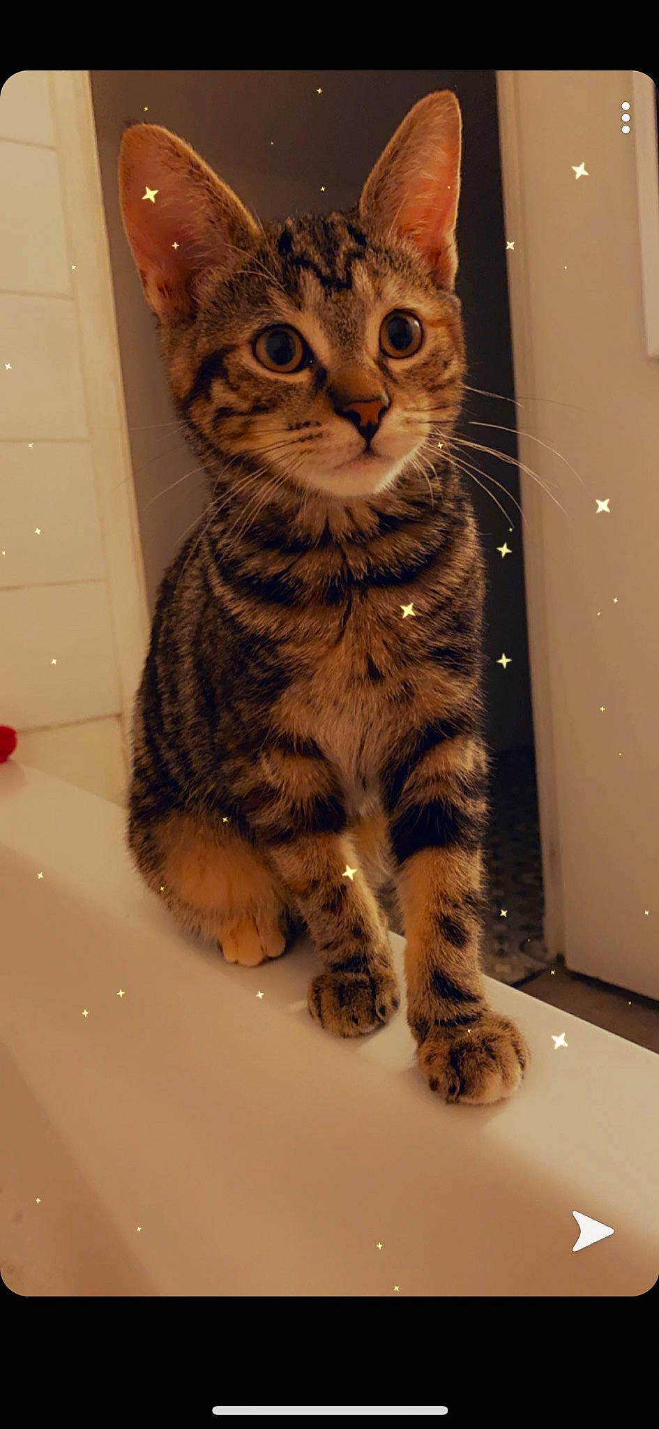 Eiko participe au concours pour gagner de l'argent avec cette photo : american_shorthair, asian, bengal, california_spangled, carnivore, cat, domestic_short_haired_cat, dragon_li, egyptian_mau, european_shorthair, felidae, fur, kitten, ocicat, small_to_medium_sized_cats, snout, sokoke, tabby_cat, toyger, whiskers