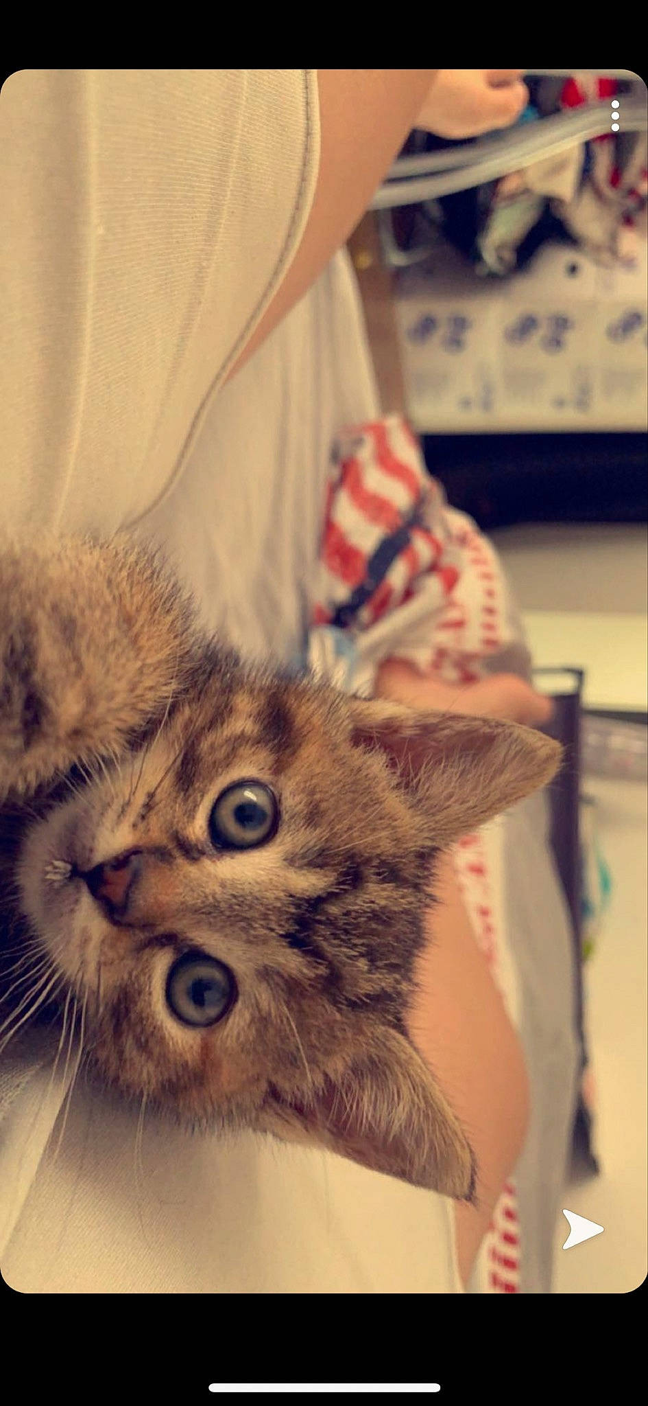 Eiko participe au concours pour gagner de l'argent avec cette photo : american_shorthair, asian, british_semi_longhair, carnivore, cat, domestic_short_haired_cat, dragon_li, ear, european_shorthair, eye, felidae, fur, kitten, nose, ojos_azules, pixie_bob, siberian, small_to_medium_sized_cats, tabby_cat, whiskers