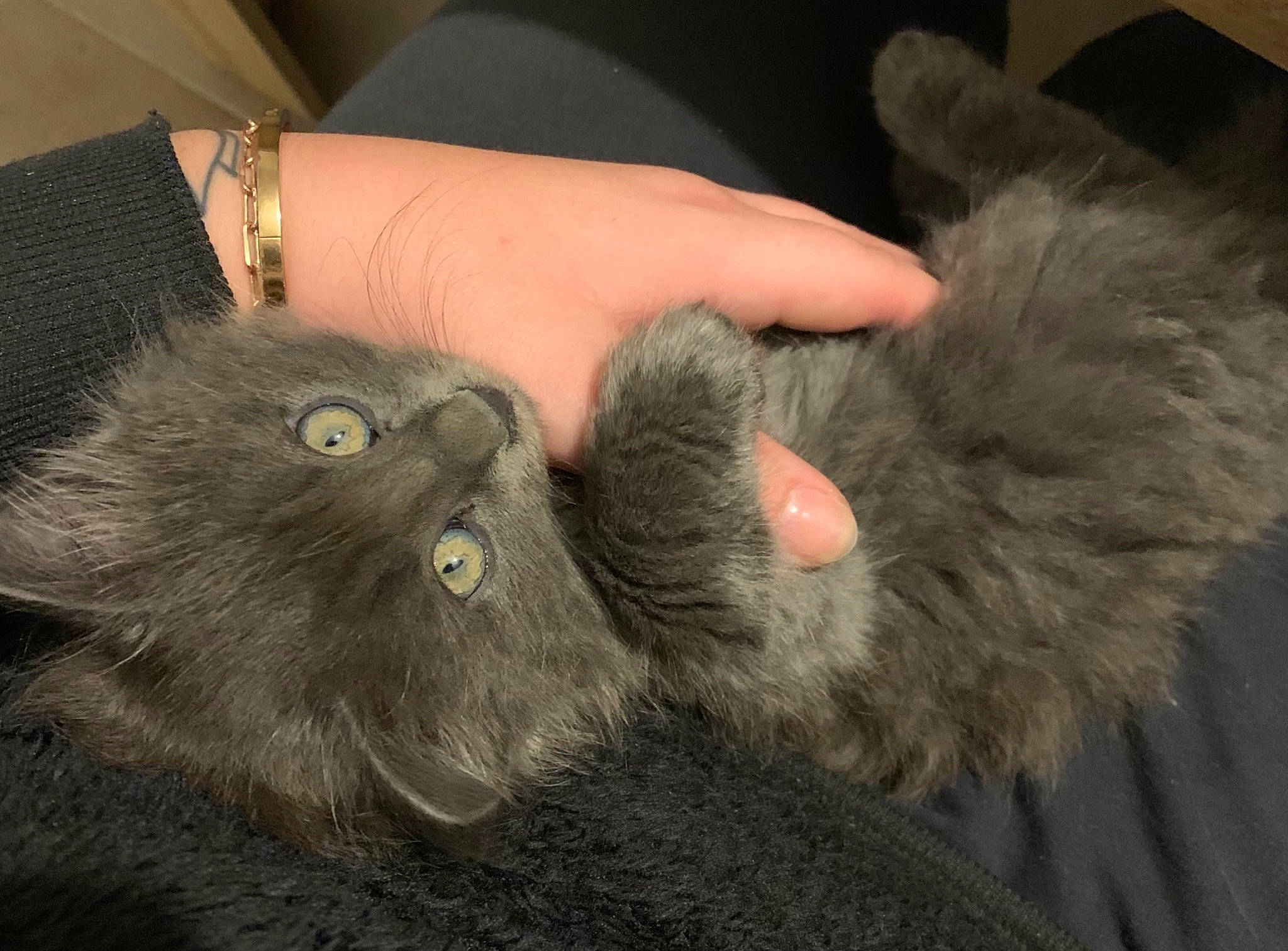 Ronron a rejoint le concours — aidez-le/la à gagner de superbes lots ! carnivore, cat, claw, comfort, felidae, foot, fur, gesture, grey, liver, mammal, nail, natural_material, paw, small_to_medium_sized_cats, snout, tail, thumb, vertebrate, whiskers