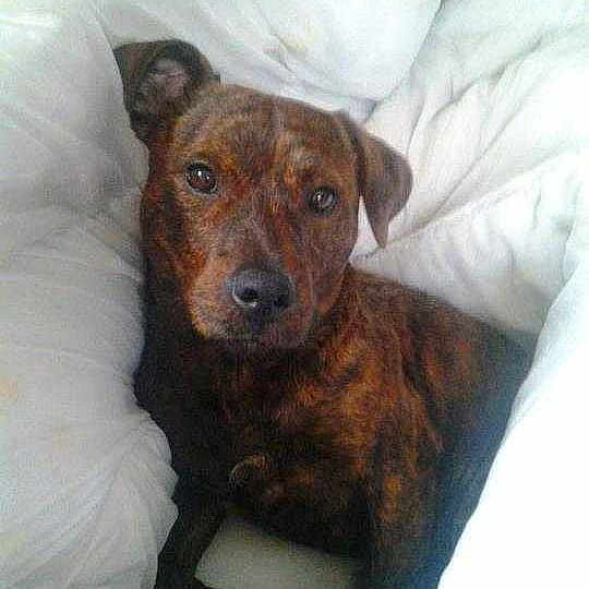 Lex