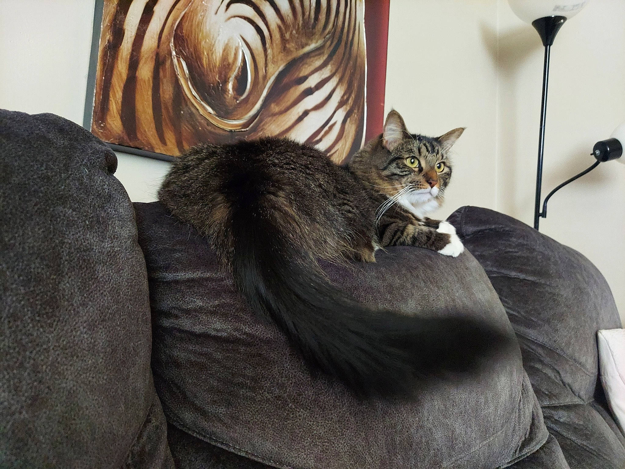 Alvin joined the competition — help win amazing prizes! bed, carnivore, cat, comfort, couch, curtain, domestic_short_haired_cat, fawn, felidae, fur, grey, lamp, linens, room, small_to_medium_sized_cats, tail, textile, tree, whiskers, wood