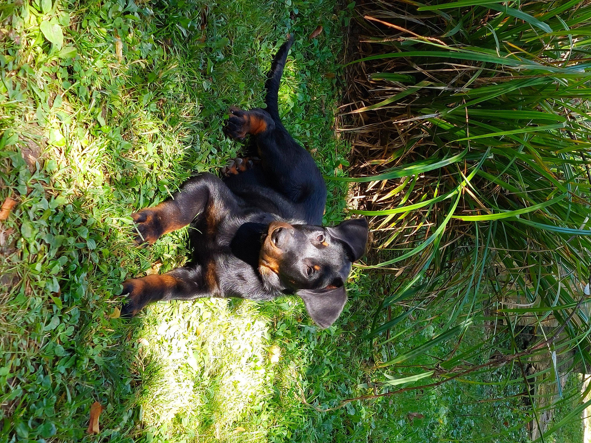 Switty participe au concours pour gagner de l'argent avec cette photo : canidae, carnivore, companion_dog, dog, dog_breed, grass, groundcover, hunting_dog, plant, rottweiler, snout, sporting_group, terrestrial_animal, terrestrial_plant, twig, working_dog