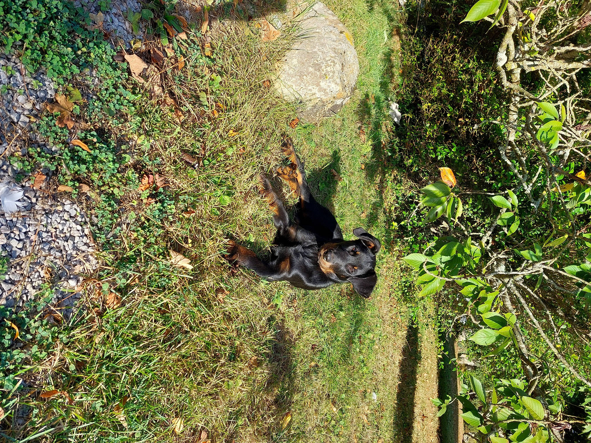 Switty participe au concours pour gagner de l'argent avec cette photo : branch, dog_breed, forest, grass, grass_family, groundcover, landscape, natural_landscape, organism, people_in_nature, plant, plant_community, shrub, soil, terrestrial_animal, terrestrial_plant, tree, trunk, wood, woody_plant