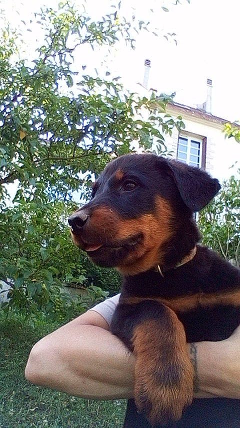 Maya participe au concours pour gagner de l'argent avec cette photo : beauceron, canidae, carnivore, dog, dog_breed, fawn, huntaway, jagdterrier, mammal, rottweiler, vertebrate, working_dog