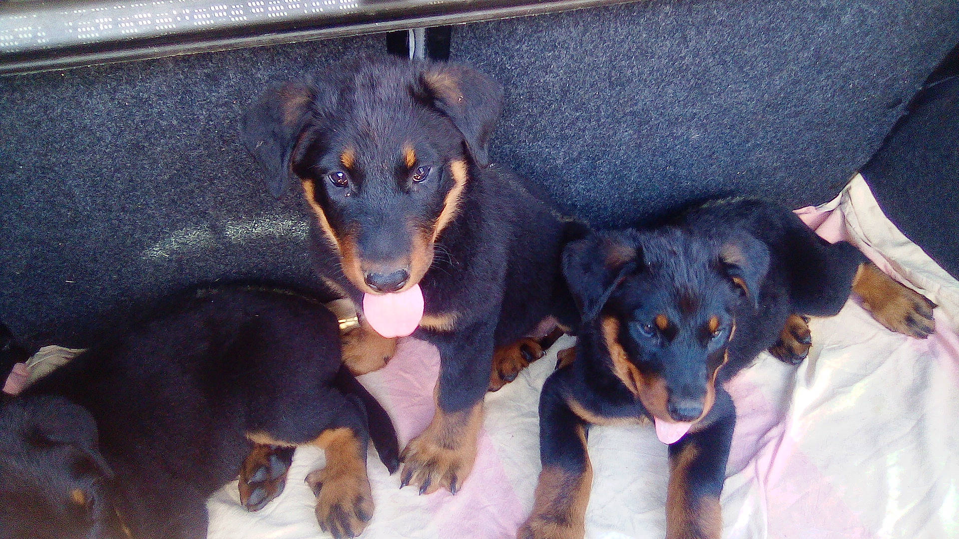 Maya a rejoint le concours — aidez-le/la à gagner de superbes lots ! beauceron, black_and_tan_terrier, canidae, carnivore, dog, dog_breed, guard_dog, huntaway, jagdterrier, mammal, puppy, rottweiler, street_dog, transylvanian_hound, vertebrate