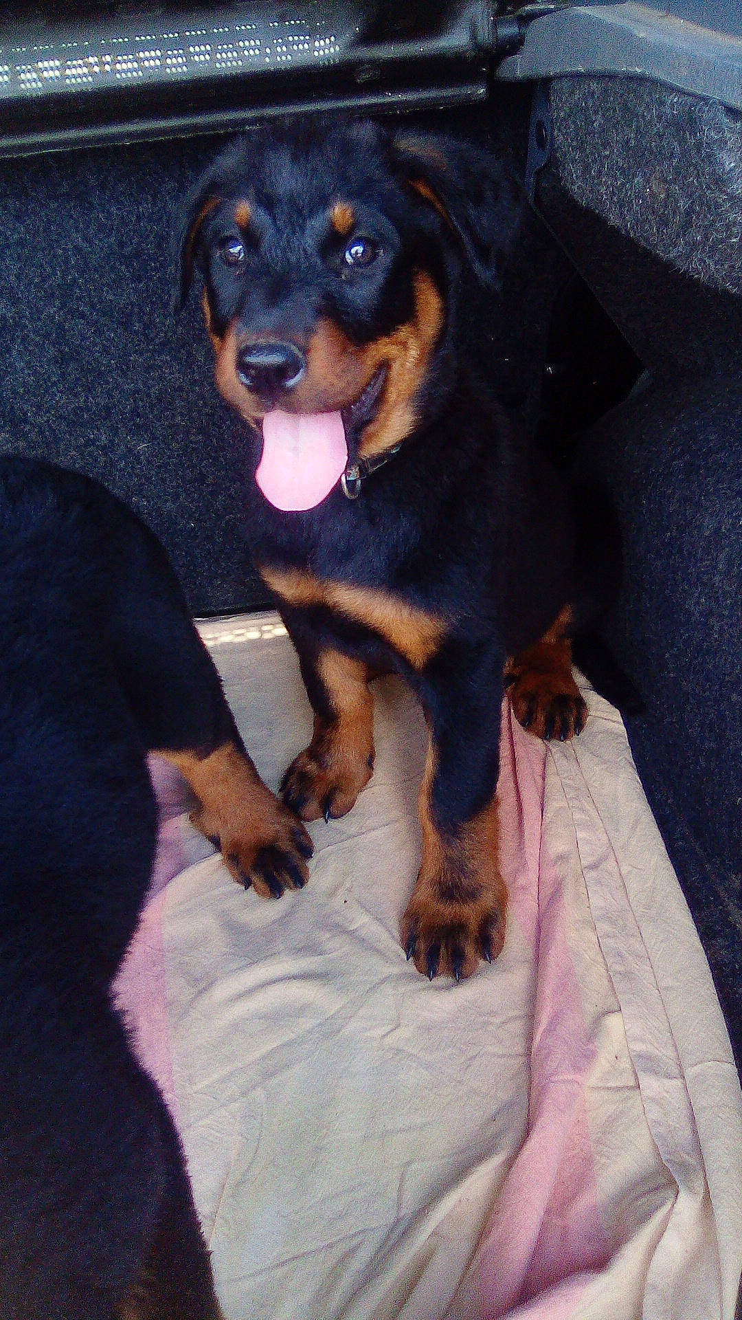 Maya participe au concours pour gagner de l'argent avec cette photo : austrian_black_and_tan_hound, beauceron, black_and_tan_terrier, canidae, carnivore, companion_dog, dog, dog_breed, fawn, guard_dog, huntaway, mammal, pinscher, puppy, rottweiler, sporting_group, vertebrate, working_dog