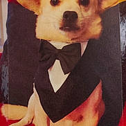 Pedro participe au concours pour gagner de l'argent avec cette photo : animal, attentive, black_clothing, bow_tie, canine, costume, cute, dog, ears, formal, fur, indoor, paws, pet, portrait, red_carpet, sitting, small_dog, tuxedo, yellow_background