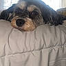Charlie is registered to the contest to win money with this photo: animal, bed, blanket, close_up, comfort, cozy, cute, dog, domestic, fur, indoor, light, nose, pet, relaxation, resting, sleepy, soft, whiskers, window