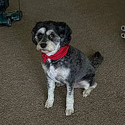 Charlie joined the competition — help win amazing prizes! alert, bandana, black_and_white, box, canine, carpet, collar, companion, cute, dog, domestic_animal, floor, fur, groomed, household, indoor, pet, sitting, small_dog, vacuum_cleaner