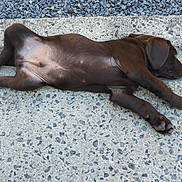 Ban a rejoint le concours — aidez-le/la à gagner de superbes lots ! animal, brown_dog, calm, canine, concrete, cute, dog, fur, nature, outdoor, paw, pet, puppy, quiet, relaxed, resting, side_view, sleeping, texture, young_dog