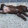 animal, brown_dog, calm, canine, concrete, cute, dog, fur, nature, outdoor, paw, pet, puppy, quiet, relaxed, resting, side_view, sleeping, texture, young_dog