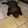 Ban participe au concours pour gagner de l'argent avec cette photo : animal, bone_toy, brown_dog, chocolate_labrador, cute, dog, floor, frisbee, home, indoor, paw, pet, puppy, relaxed, resting, sleeping, snout, tile_floor, toy, young_dog