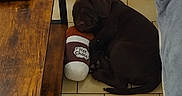 Ban a rejoint le concours — aidez-le/la à gagner de superbes lots ! animal, chocolate_lab, couch, cozy, cute, dog, floor, gray_couch, home, hot_chocolate, indoor, pet, plush_toy, puppy, remote_control, resting, sleeping, tile_floor, toy, wooden_table