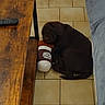 animal, chocolate_lab, couch, cozy, cute, dog, floor, gray_couch, home, hot_chocolate, indoor, pet, plush_toy, puppy, remote_control, resting, sleeping, tile_floor, toy, wooden_table