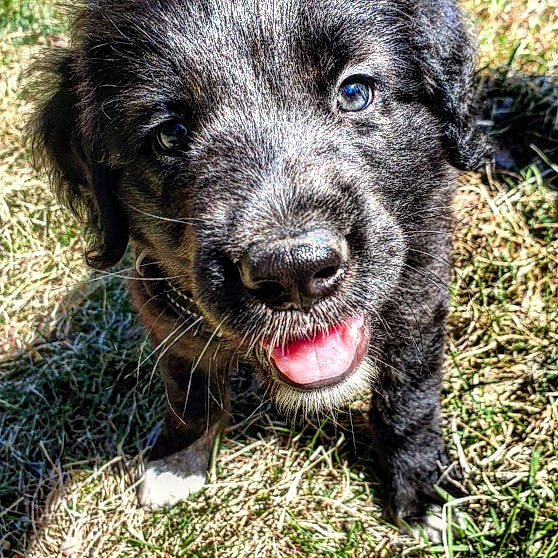 Oslo participe au concours pour gagner de l'argent avec cette photo : canidae, carnivore, companion_dog, dog, dog_breed, grass, hunting_dog, snout, sporting_group, terrestrial_animal, terrier, whiskers, working_animal