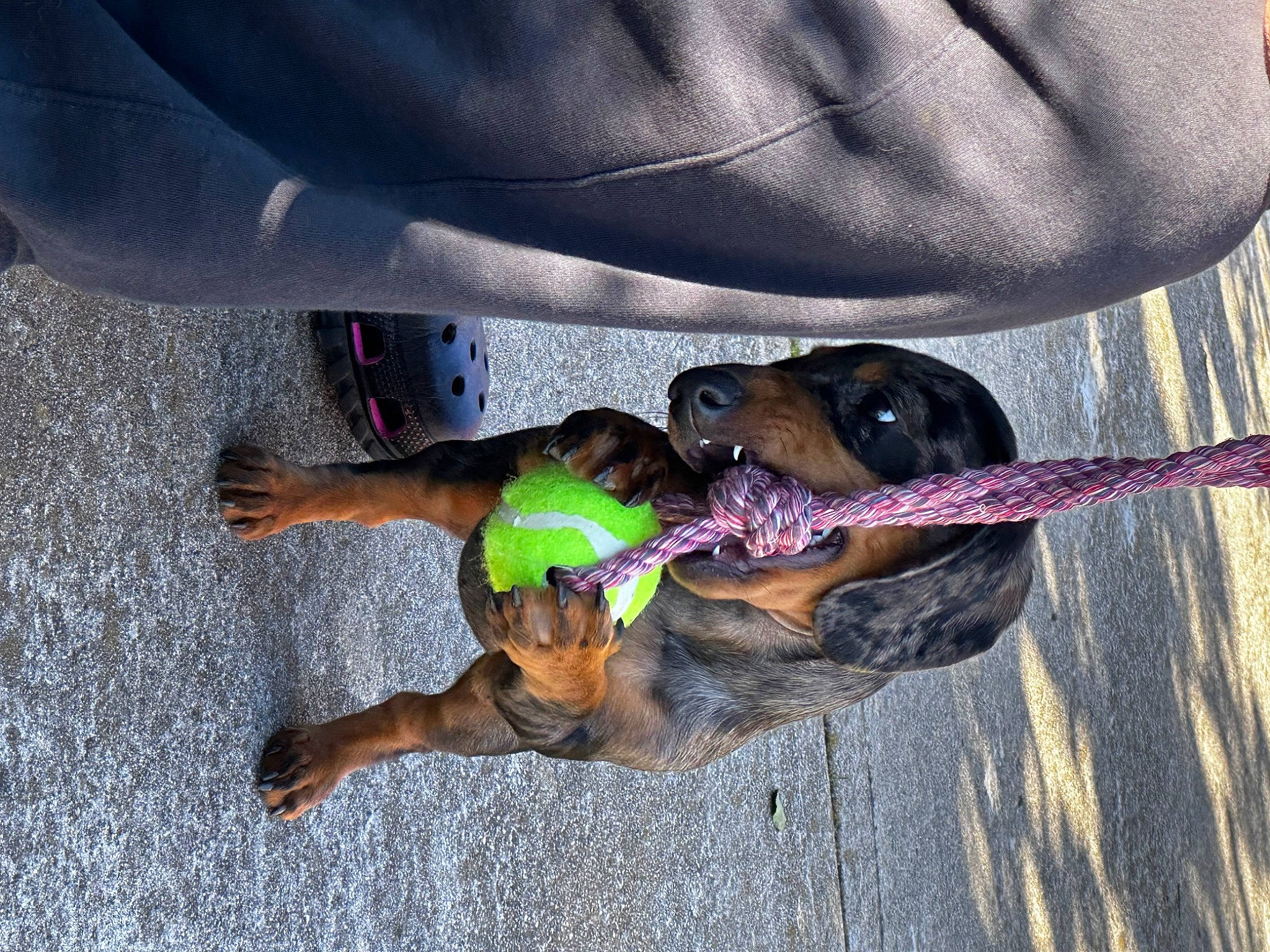 Iris joined the competition — help win amazing prizes! adventure, canidae, carnivore, collar, companion_dog, dog, dog_breed, dog_collar, dog_supply, electric_blue, fawn, fun, guard_dog, hunting_dog, leash, pet_supply, snout, sporting_group, working_animal, working_dog