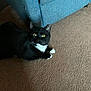 animal, blue_couch, carpet, cat, companion, cozy, cute, domestic, feline, fur, home, indoor, looking_up, paws, pet, relaxed, resting, tuxedo_cat, whiskers, yellow_eyes