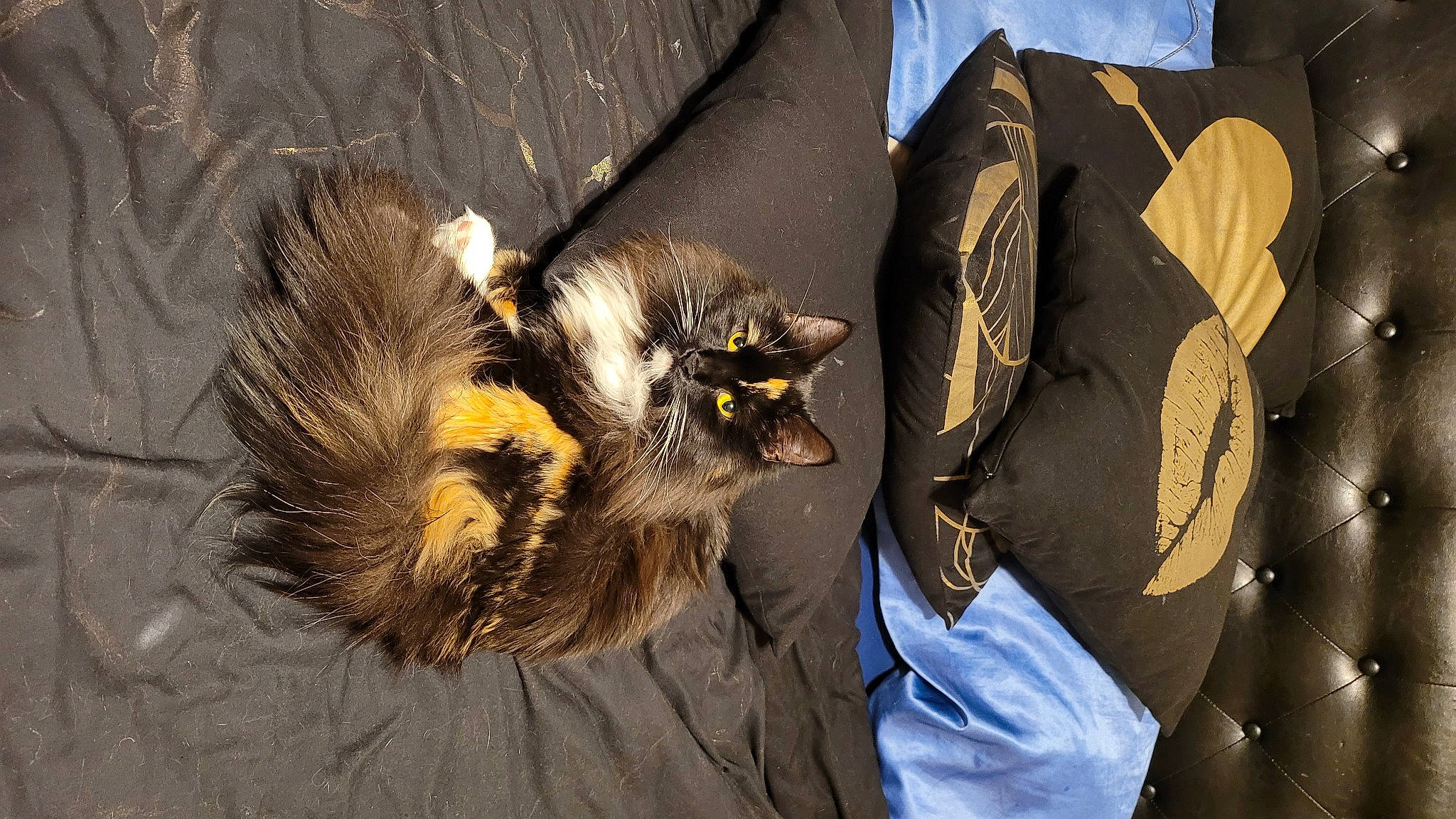 Luna joined the competition — help win amazing prizes! bat, beak, bird_of_prey, canidae, carnivore, claw, eyewear, fashion_accessory, fashion_design, feather, felidae, fur, glove, small_to_medium_sized_cats, snout, tail, terrestrial_animal, whiskers, wildlife, wing