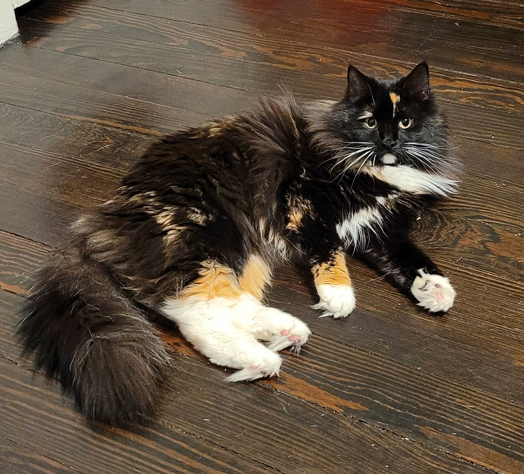 Luna joined the competition — help win amazing prizes! art, british_longhair, carnivore, cat, claw, companion_dog, domestic_short_haired_cat, felidae, flooring, foot, fur, hardwood, paw, sitting, small_to_medium_sized_cats, snout, tail, terrestrial_animal, whiskers, wood