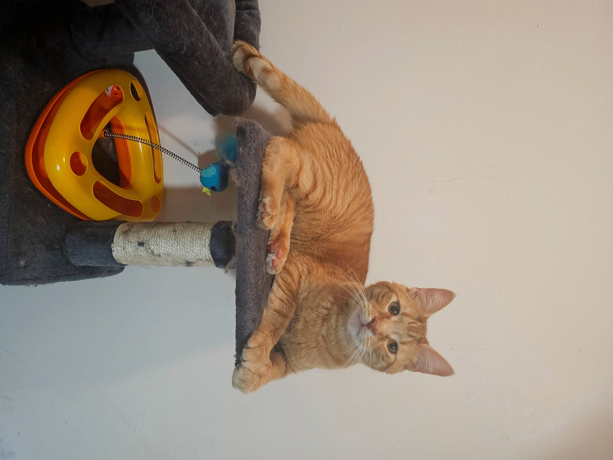 Gerard joined the competition — help win amazing prizes! art, calabaza, carnivore, carving, cat, domestic_short_haired_cat, fawn, felidae, gourd, hat, helmet, jack_o_lantern, personal_protective_equipment, pumpkin, small_to_medium_sized_cats, tail, toy, whiskers, winter_squash, wood