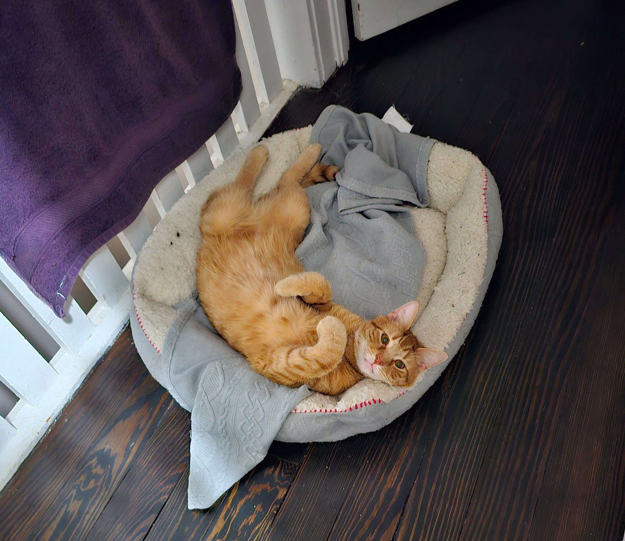 Gerard joined the competition — help win amazing prizes! canidae, carnivore, cat_supply, comfort, companion_dog, dog_breed, dog_supply, fawn, felidae, fur, hardwood, linens, nap, paw, pet_supply, small_to_medium_sized_cats, sporting_group, tail, whiskers, wood