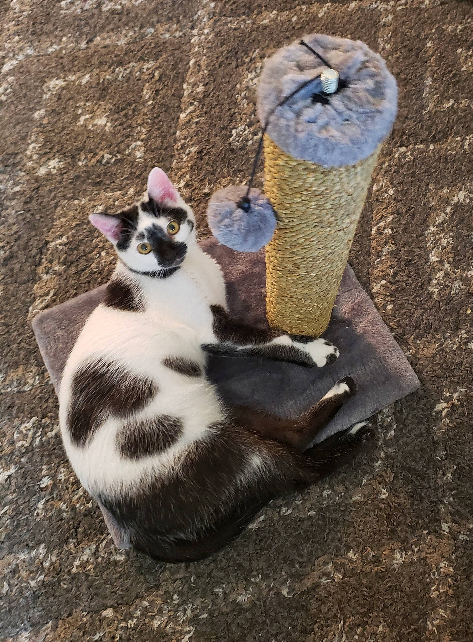 Bubski joined the competition — help win amazing prizes! british_shorthair, carnivore, cat, domestic_short_haired_cat, fawn, felidae, kitten, plant, play, polydactyl_cat, sand, small_to_medium_sized_cats, tabby_cat, tail, whiskers