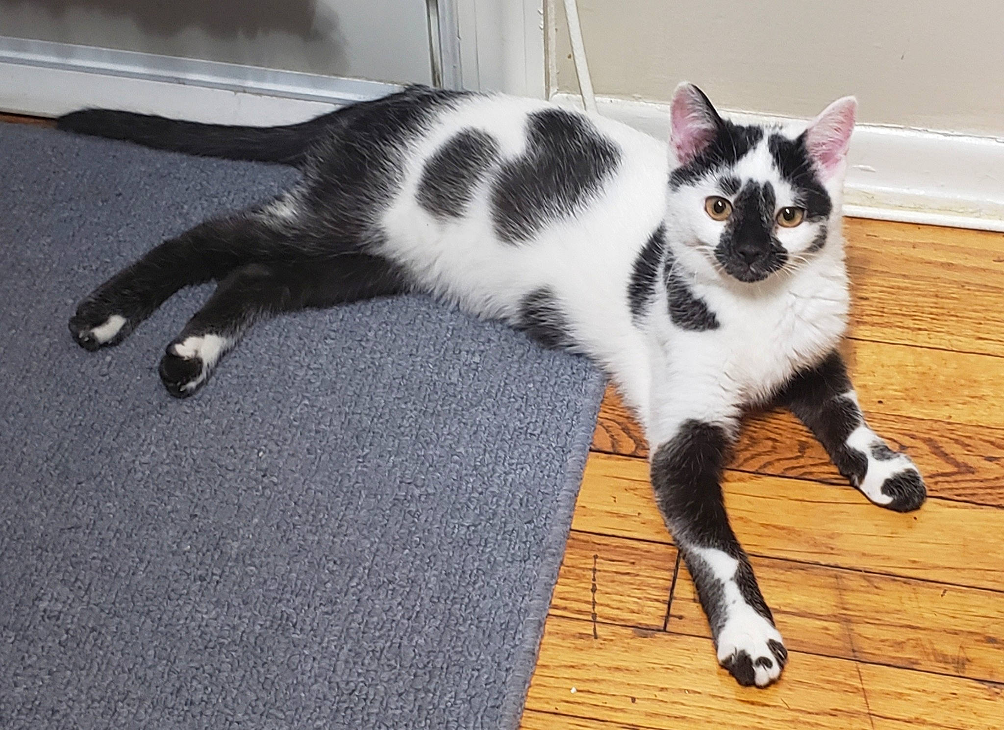 Bubski joined the competition — help win amazing prizes! american_wirehair, carnivore, cat, domestic_short_haired_cat, european_shorthair, felidae, kitten, mammal, polydactyl_cat, small_to_medium_sized_cats, snapshot, tail, vertebrate, whiskers